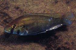 Astatotilapia calliptera, odrasel samec