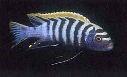 Cynotilapia afra, samec