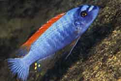 Labeotropheus trewavasae, samec