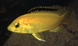 Labidochromis caeruleus