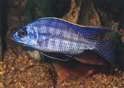 Protomelas taeniolatus, odrasel samec