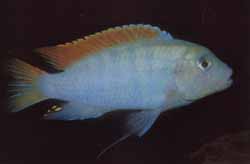 Pseudotropheus greshakei, samec