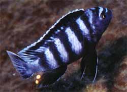 Pseudotropheus saulosi, samec