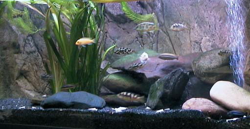 Biotop Malawi